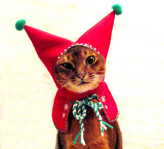 Cat in Christmas costume