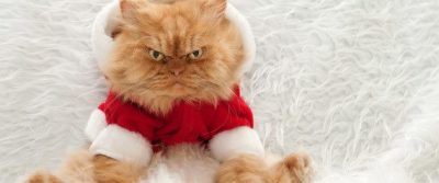 Cat dressed in a Santa outfit