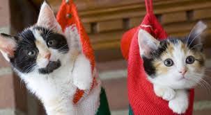 Cats in Christmas Stockings