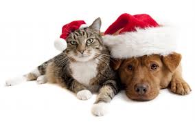 Cat and Dig Wearing Santa Hats
