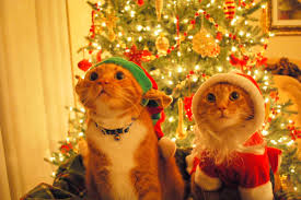 Cats in Christmas Hats