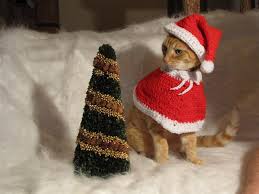 Cat with a Christmas Tree