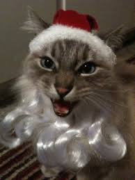 Cat Dressed as Santa