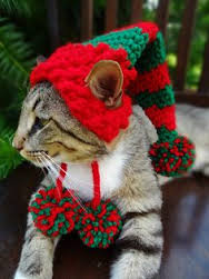 Cat dressed as an elf