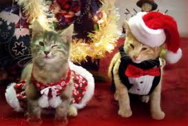 Cats dressed in Christmas clothes