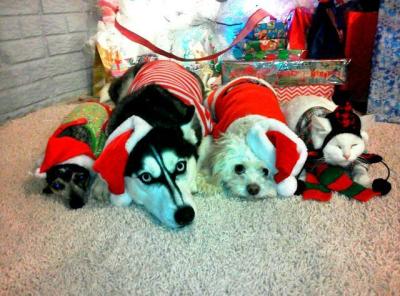 Dogs and and a cat dressed for Christmas