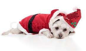 Dog dressed in a Santa suit and lying down