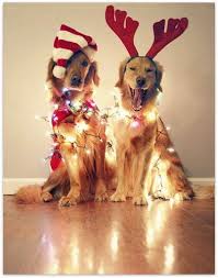 Dogs wearing antlers and baubles