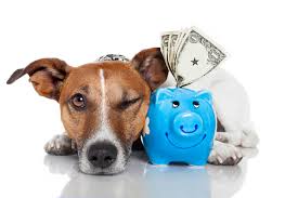 dog with money