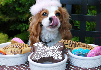 happy_birthday_dog