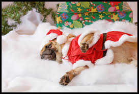 Sleeping dog dressed as Santa