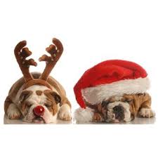 Dog wearing antlers and dog wearing a Santa hat