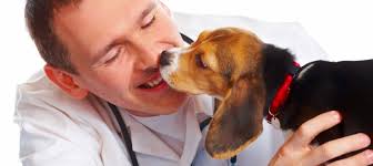 Dog licking vet