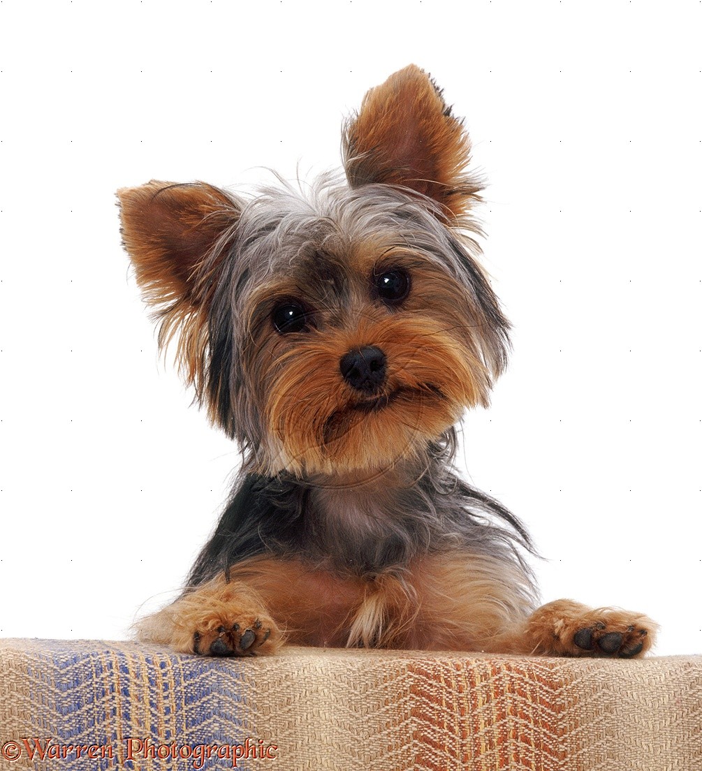 Yorkshire Terrier