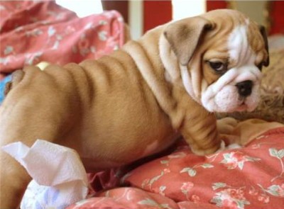 How adorable is this bulldog puppy??