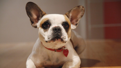 Brigitte the French Bulldog plays Stella.