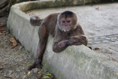 Capuchin monkey,