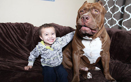 Hulk The Pit Bull Is The Best Bodyguard In The World! - Animal Fair