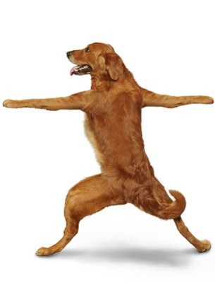 Yoga Dogs Clendar