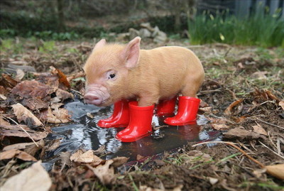 I love rain boots.