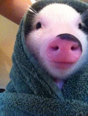 Yes, I'm an actual pig in an actual blanket.