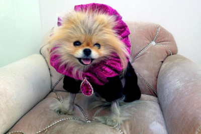 Giggy the Pom in his regal outerwear!