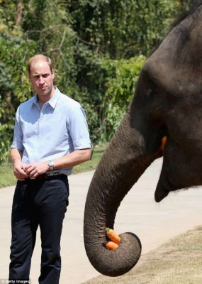 Prince William feeding a Chinese elephant.