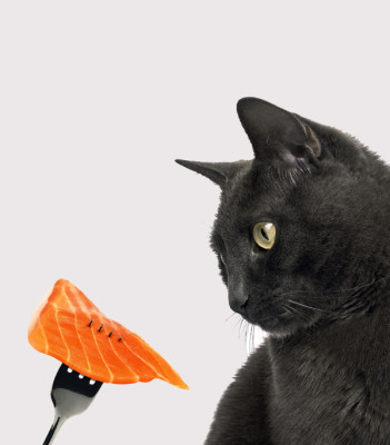 cat and salmon