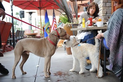 Dogs at Outdoor Restaurant Patio