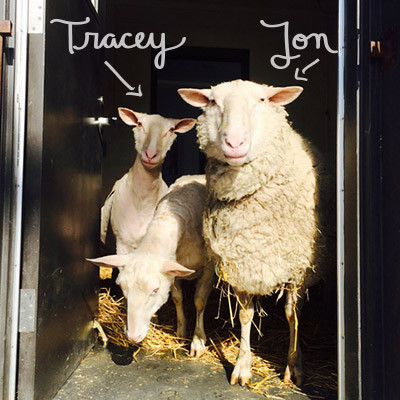 Two sheep at Farm Sanctuary, named after Tracey and Jon Stewart