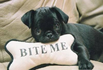 bite me puppies and dogs