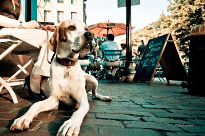 dog-friendly-restaurants-boston