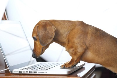 dog using computer
