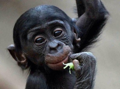 bonobo cute