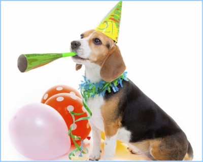 Dog-Celebrating-National-Dog-Day-2014