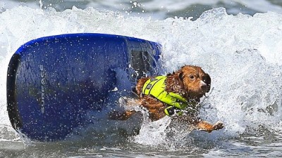Dogs-Surf-Calif-Waves7