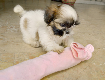 Make-a-Dog-Sock-Toy-Step-5