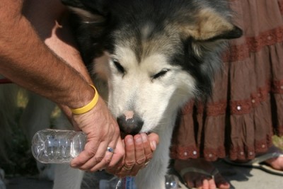 bigstock-a-dog-drinks-water-from-a-pers-25907309_nf5yzuia_fs