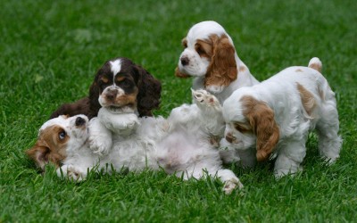 cocker-spaniel-puppies-playing-together