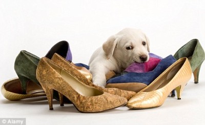 dog-eating-shoes