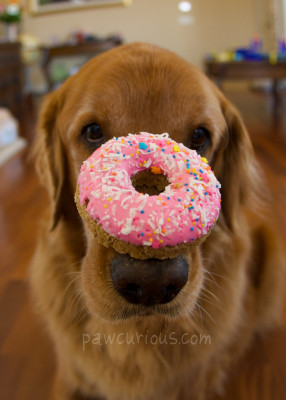 donut