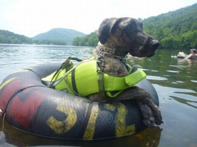 funny_dog_water_sports_1001