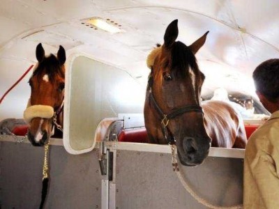 happy-horses-on-a-tex-sutton-plane