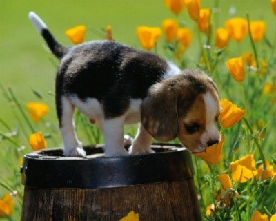puppy-sniffing-flowers