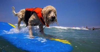 storymaker-dogs-surfing-loews-photos-1206211-514x268
