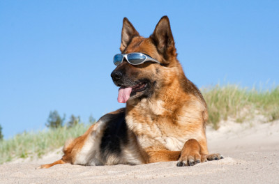 sun-protection-for-dogs1