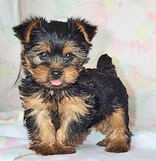 yorkshire-terrier-puppies-albany-ny