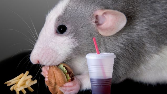 Love Pixar's Ratatouille? Then Get a Pet Rat! 10 Reasons Why! - Animal Fair