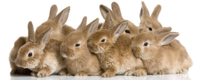 Scaredgroup of bunnies in front of a white background