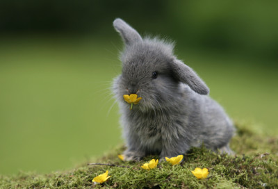 Bunny-bunny-rabbits-30657027-539-366